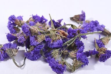 گل فراموشم نکن